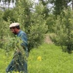 فایو: فناوری‌های نوین درآمد کشاورزان را افزایش می‌دهد